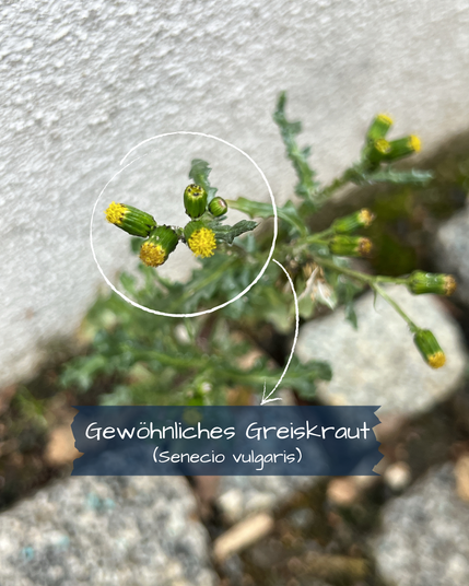 In die Ritze zwischen hellbeiger Hauswand und grauen Pflastersteinen quetscht sich eine Pflanze. Ihre dunkelgrünen Stängel und Blätter sind unscharf, und im Fokus sind gelbliche Knospen eines Korbblütlers.