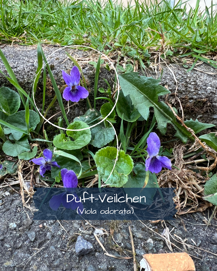 Das Foto zeigt den Übergang eines Gehwegs zu einer Rasenfläche. Zwischen Rasenkante und Gehweg ist eine dichter "Unkrautbewuchs", vorrangig aus rundlichen Blättern und violetten Blüten des Veilchens. Im Vordergrund liegt ein Zigarettenstummel.
