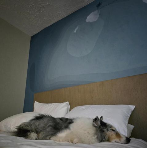 A dog is sleeping on a hotel bed.
