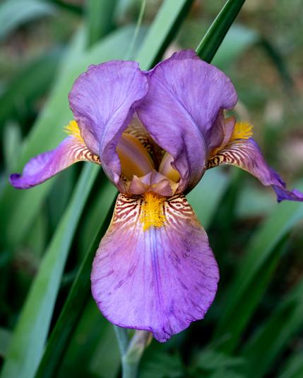 A closeup of a bearded iris bloom looking slightly down at it, the camera raise about 15 to 20 degrees from horizontal. There are five visible petals that alternate between curling up and down. They are a purple/violet color for the first two thirds and fade into a variegated whiteish with brown red stripes closer to the flower body. The bright yellow/orange beard runs along the midline of the variegated section. The two petals to either side curl up around the center of the flower and touch at the tips.