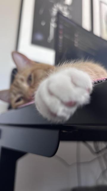 The image features a ginger cat with a white paw stretched out over the edge of a black desk. The cat's head is resting on the desk, with its eyes partially closed, suggesting a relaxed or sleepy state. The cat's fur is a warm, light orange color with darker stripes, and its paw is white with visible pink pads. The desk is black and appears to be a modern, sleek design. In the background, there is a blurred image of a framed picture on the wall, and a computer monitor is partially visible, indicating a home office or study environment. The focus of the image is on the cat's paw and face, with the background elements slightly out of focus, emphasizing the cat's presence.