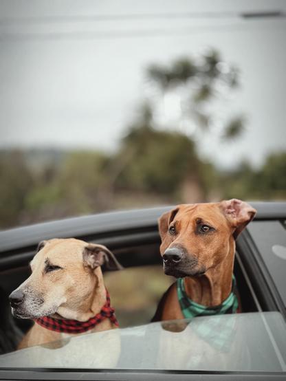 Two dogs wearing bandanas sticking their head out of a car.
