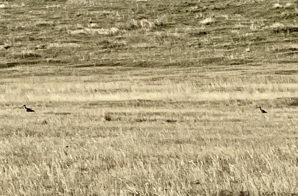 Pair of Long-billed Curlews with downcurved bills on native grass.