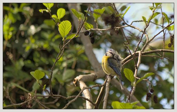 Ein kleiner Vogel mit blauem und gelbem Gefieder sitzt auf einem Ast, umgeben von grünen Blättern. Der Vogel putzt sein teilweise fluffig aufgeplustertes Gefieder.

A small bird with blue and yellow plumage sits on a branch surrounded by green leaves. The bird is preening its partially fluffy plumage.