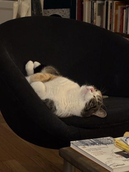 Un chat (Zelda) allongé sur le dos les papattes repliées. On dirait qu’elle sourit.