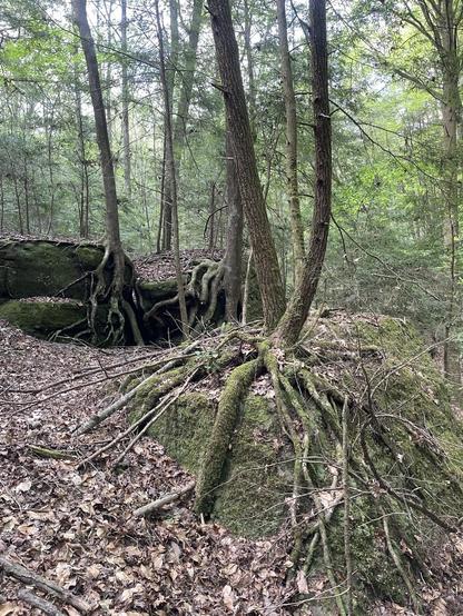 Trees grabbing mossy boulders in the woods