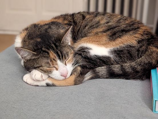 Cat sleeping, resting her head on two crossed paws.