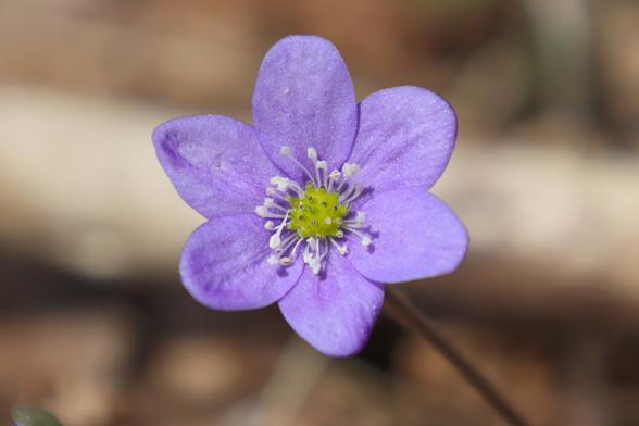 In the middle of the picture is a Hepatica's flower. The background is blurred.
Kuvassa on sinivuokko. Tausta on epätarkka.