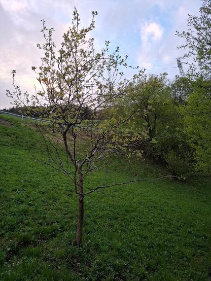 Young pala pear tree in a green meadow. Deciduous trees and parts of a power pole are visible in the background