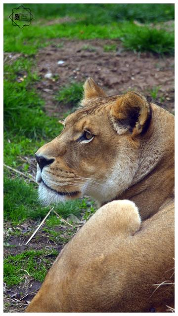 lioness looking relax
