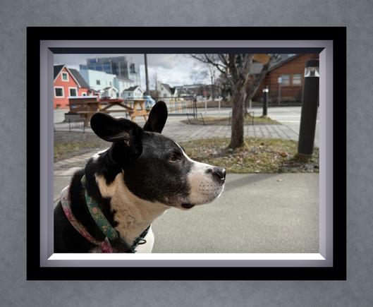 Framed photo of a dog. Side profile, black &  white dog wearing a green floral collar & pink floral bandanna. At a park.
