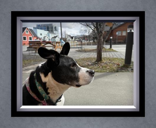 Framed photo of a dog. Side profile, black & white dog wearing a green floral collar & pink floral bandanna. At a park.