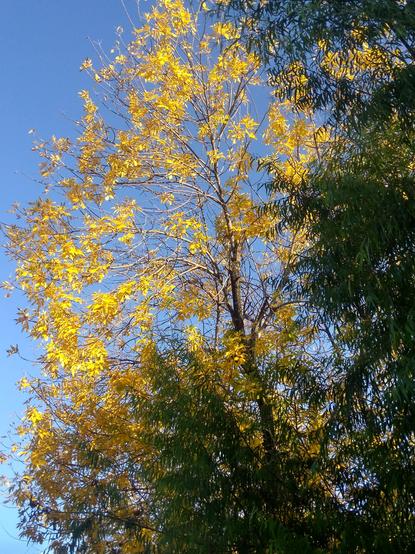 Árbol con las hojas amarillentas de otoño