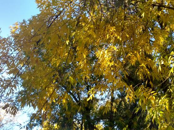 Árbol con las hojas amarillentas en Otoño
