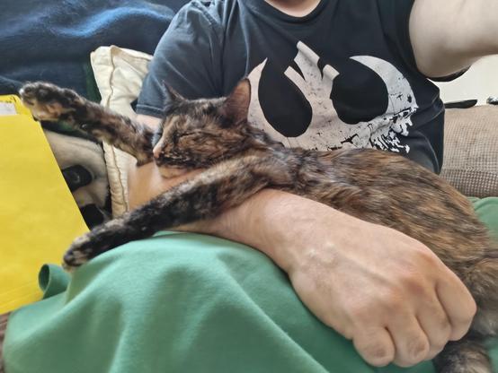 A tortoiseshell cat sleeping in a person's arms, stretched out lazily