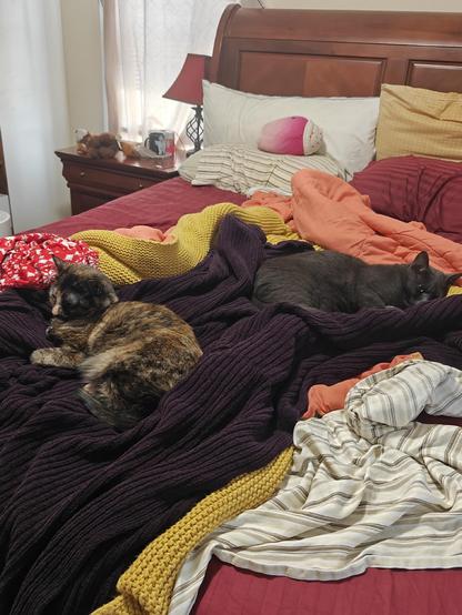 A gray cat and tortoiseshell cat laying near each other in a bed, dozing off