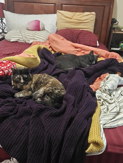 A gray cat and tortoiseshell cat laying near each other in a bed, dozing off