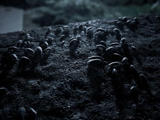 A black and white dark photo of some isopod like bugs crawling on a surface.