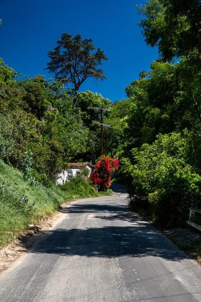 A narrow asphalt road that’s bleached to light gray goes away from camera before suddenly veering to the right behind a green bush. Everything is green except the center of frame where there is a reddish-pink bougainvillea and a small white cottage with a telephone pole.