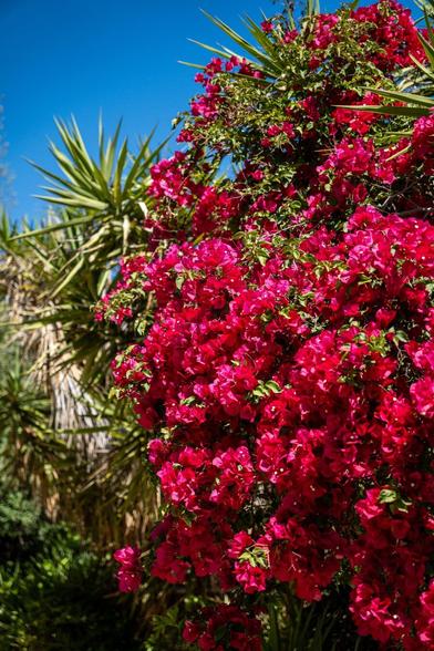 Bright pink bougainvillea and a bunch of yucca behind it. A little patch of blue sky in the top.