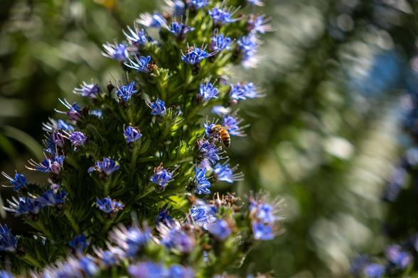 Small blue-purple flowers in a tight green conical inflorescence. There is a single yellow bee with its head in a tiny flower in the center of frame.