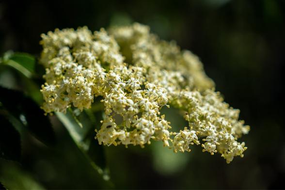 A cluster of incredibly tiny white flowers with itty bitty yellow stamens.