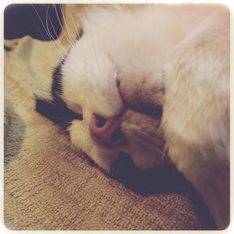 Tuxedo cat sleeping.