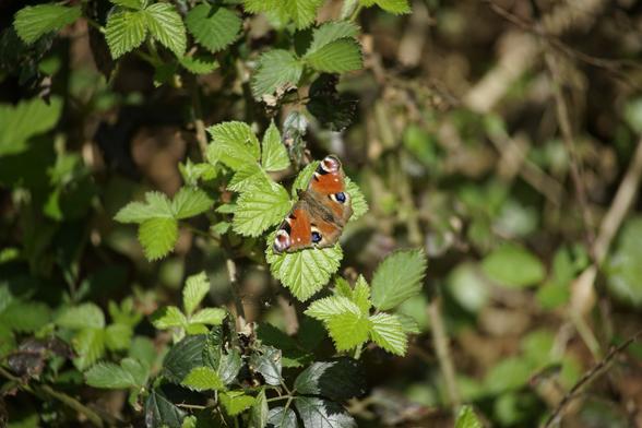 Ein Tagpfauenauge sitzt mit ausgebreiteten Flügeln in der Sonne auf einem jungen Blatt eines Brombeerstrauches.