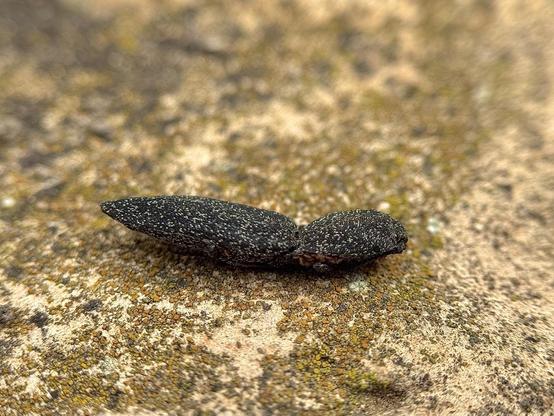 A small thing in the soil is actually an Agrypnus murinus beetle.