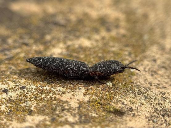A small thing in the soil is actually an Agrypnus murinus beetle.