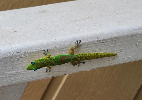 Bright green gecko with orange markings on a white railing, facing left.