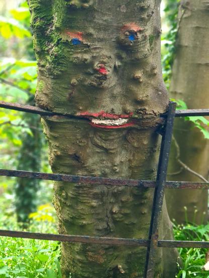 A tree which has grown round an iron railing of a fence, that someone has painted to make it look like it is eating the  fence.