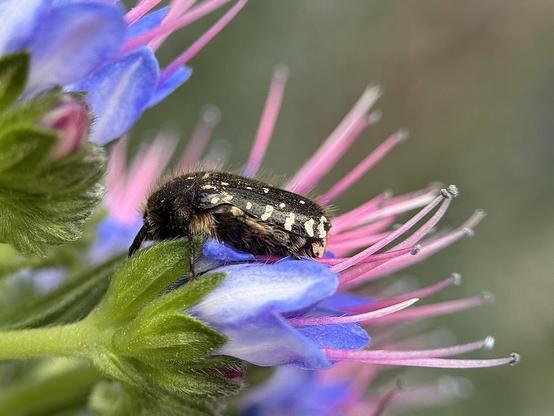 An Oxythyrea funesta beetle on a flower of Echium candicans, whose common name "Madeira pride" is similar in several languages.