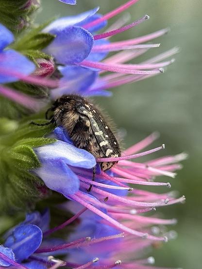 An Oxythyrea funesta beetle on a flower of Echium candicans, whose common name "Madeira pride" is similar in several languages.