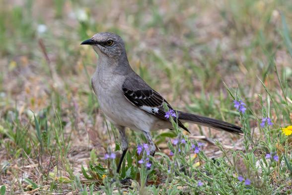 Northern Mockingbird