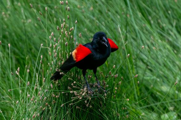 Red-winged Blackbird male showing off