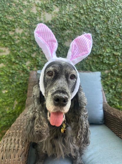 A blue roan English Cocker Spaniel, wearing pink and white bunny ears, looking at the camera.