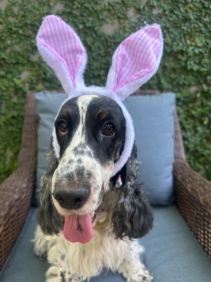 A tri-colored English Cocker Spaniel, wearing pink and white bunny ears, looking at the camera.