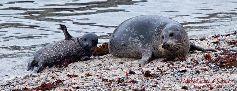 Harbor Seal Mom and Hours-Old Pup Waving for the Camera.

Hopkins Marine Station Beach Rookery, Pacific Grove, California. April 19th, 2025 at 11:58am