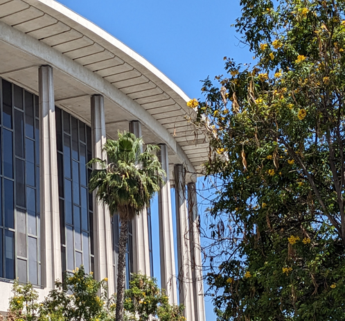 The curves of the Dorothy Chandler pavilion framed by palm and ficus