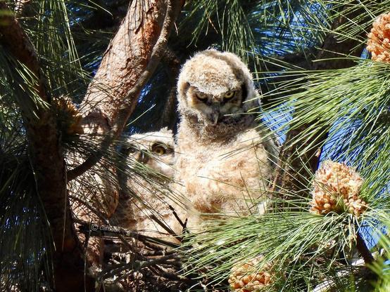 Two owlets in a nest, showcasing their majestic feathers and keen gaze in a natural setting.