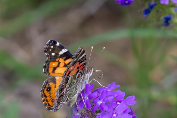 American Lady Butterfly