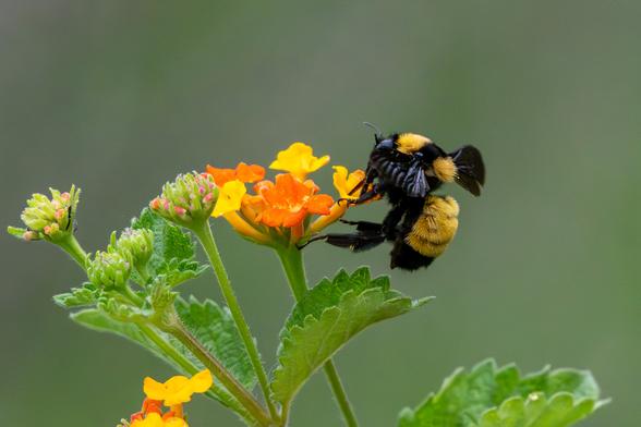 Sonoran Bumblebee