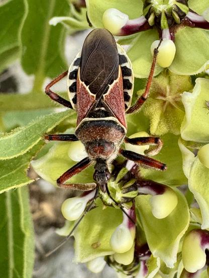 An assassin bug with reddish-brown wings, with a wide abdomen with yellow and black stripes. They have a piercing mouth.