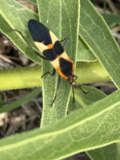 A black, orange, and yellow milkweed bug. Blurry. Sorry, it kept moving.