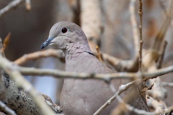 A close-up of a Eurasian Collared Dove bird perched deep in a bush.