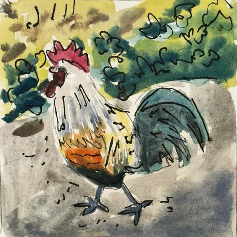 Rooster walking in profile through the Dry Creek Cottage Garden.