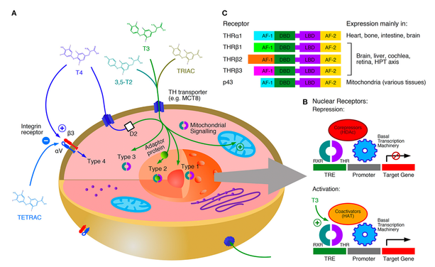 Thyroid hormone signalling involves four different mechanisms. T4 is a prohormone with respect to genomic signaling, but a true fast-acting hormone regarding type 4 action (which is inhibited by the iodothyroacetate TETRAC). Genomic action (type 1, type 2 and mitochondrial signaling) occurs on a slow time scale, whereas non-genomic effects (type 3 and type 4 signaling) represent a fast response (A). Thyroid hormone receptors (THR) usually act as heterodimers. Without thyroid hormone bound they block the transcription together with corepressors. Iodothyronines displace the corepressors and stimulate gene expression together with coactivators (B). Tissue specific distributions of THRs further contribute to the diversity of signaling patterns in the organism (C). AF-1, activation function 1; AF-2, activation function 2; D2, type 2 deiodinase; DBD, DNA-binding domain; HAT, histone acetyl-transferase; HDAc, histone deacetylase; LBD, ligand-binding domain; RXR, retinoid X receptor; TRE, thyroid-hormone response element.
