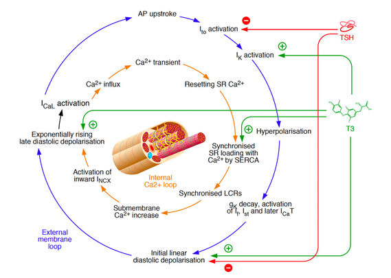 Thyroid hormones have a profound effect on the intracellular processes of rhythm generation. The figure shows mechanisms of rhythm generation in cardiomyocytes based on a model by Maltsev et al. Two loops, an external membrane loop and an internal calcium loop, independently ensure the generation of impulses. Therefore, they provide some redundancy, but they are also intertwined at the stage of slow L-type Ca2+ current (ICaL) activation. Thyroid hormone signalling can modulate both loops simultaneously via interfaces at several sites, and direct myocardial effects of TSH are largely opposing. gK, ionic conductance for K+; INCX, Na+/Ca2+ exchange current; ICaT, T-type Ca2+ current; If , hyperpolarisation-activated “funny” current; IK, voltage-gated K+ current; Ist , sustained non-selective current; Ito, transient outward potassium current; LCR, local Ca2+ release; SERCA, sarcoendoplasmic reticulum Ca2+-ATPase; SR, sarcoplasmic reticulum.