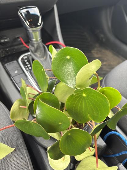 Pilea peperomioides plant sits in a 4" plastic pot of a cup holder behind the gear shift of a car.